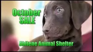 October Sale Abilene Animal Shelter