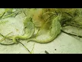 Download Lagu Seahorses - Research and rescue (SEA LIFE)