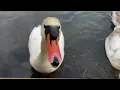 Download Lagu King swan chases off juveniles while his family feeds on seeds.