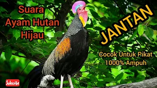 suara ayam hutan hijau jantan 