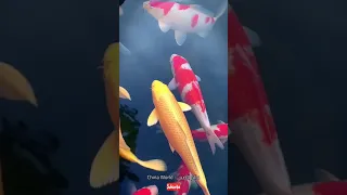 98 السمك الملون Shorts عالم الصين China World 