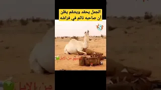 هذا الجمل اراد الإنتقام من صاحبه شاهد ماذا فعل  هذا الجمل اراد الإنتقام من صاحبه شاهد ماذا فعل
