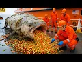 Download Lagu Rescue Team Save Giant Tuna Fish From Heavy Seashell and Algae Growth 🐟 | Heartwarming Ocean Rescue