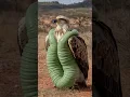 Download Lagu The Unlikeliest Rescue: A Fennec Fox and an Eagle in Need #animalrescue #savannahrescue #eagle