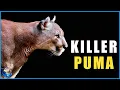 When Mountain Lions Hunt Humans