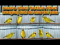 Download Lagu Suara Pleci Betina Ribut Untuk Memancing Emosi Pleci Jantan