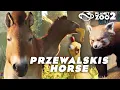 NEW Footage Rework AND PREZWALSKIS Horse confirmed