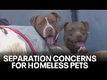Homeless with pets fearful of SF street sweeps KTVU