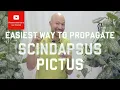 Easiest way to propagate Scindapsus Pictus