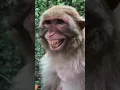 Story wa monyet lucu