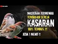 Download Lagu MASTERAN TERMEWAH..!!!TEMBAKAN GEREJA TARUNG KASARAN || TEMBUS..!!!