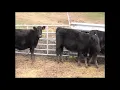 2018 Wagner Cattle Co 2