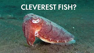 What’s CLEVERER than an OCTOPUS?  #scuba #underwaterphotography #shorts