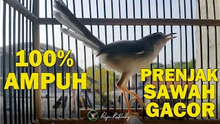 Download 100% AMPUH buat Prenjak Sawah GACOR Ngebren || Masteran Prenjak Klik Gacor Dor MP3