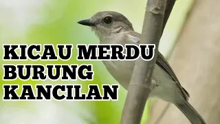 Download suara burung kancilan bakau !! merdu mirip srdc ampuh buat pancingan dan pikat MP3