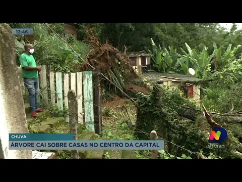 Chuva: árvore cai sobre casas no Centro de Florianópolis
