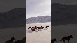 أجمل مشهد خيول تركض وسط الثلوج حرية وقوة الطبيعة RunningHorses Cinematic Naturelovers 