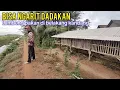 Lagu Paling Enak. Full Hijauan Alami Karena Kandang Dekat Dengan Bank Pakan 
