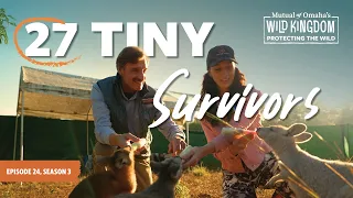 Saving Orphaned Kangaroos and Wallabies in Queensland Protecting the Wild