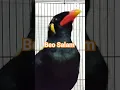 Download Lagu Burung Beo Ngomong Assalamualaikum#shorts