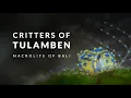 Critters of Tulamben | Dive Into The Macrolife of Bali | Indonesia | 4K HDR | 2024