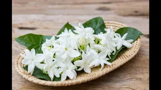 فكرتينا يا زهرة الياسمين   نورى كمال دندنها