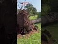 Powerful Winds Knock Down Trees In Connecticut