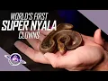 FIRST Super Nyala Clown Ball Pythons Egg to Shed