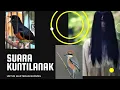Download Lagu Suara Kuntilanak untuk masteran burung