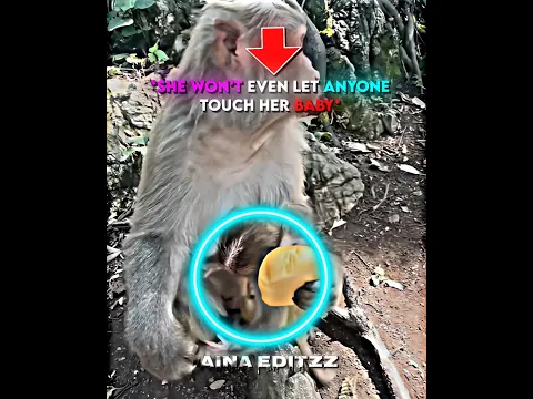 A Monkey's Kind Heart🫶🏻❤️
