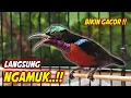 Download Lagu PANCINGAN KOLIBRI NINJA GACOR FULL ISIAN ROLL TEMBAK !! MASTERAN KONIN BAHAN TEMBAKAN MEWAH