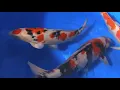 music relaksasi romantis no copyright dengan ikan koi