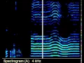 Voice Talking in Spectrograph