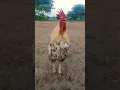 Download Lagu Bangkok chicken talking sound #birds #rooster #ayam