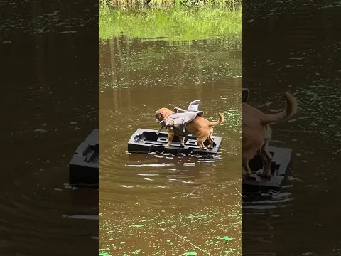 Minion doesn't trust my boat #narrowayhomestead #theoneandonlyminion #boat #fishnavy #pond #float