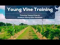 Thinning Young Vines to Produce Strong Spur Positions