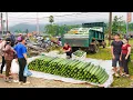 Harvesting 1000 Cucumber, Use Truck To Transport Many Cucumber Go To Countryside Market Sell
