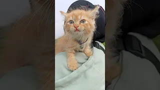 Wait For It The Cutest Kitty Ever Shorts Sickcat Catlover Kittenlove 