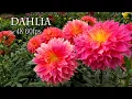 Download Lagu 【4K DAHLIA 】The dahlias have finally come into full bloom in TOKYO #60fps  #dahlia
