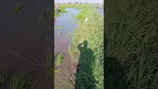 علي مهلك يا فرس 