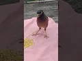 Download Lagu Melodious voice#short myna bird#surili awaaz# common maina bird sound