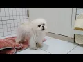 Download Lagu Hond met duidelijke voorkeuren en antipathieën