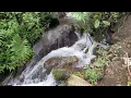 Serene Streamside Birds in a Woodland Valley – Natural Soundscape for Sleep & Focus