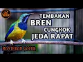Download Lagu MASTERAN GACOR BREN CUCAK CUNGKOK JEDA RAPAT KASAR COCOK BUAT MASTERAN SEGALA JENIS BURUNG KICAU