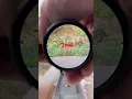 Download Lagu DiscoveryOPT ED3-15 #riflescopeforhunting #rifle #scope #hunting #sight #optics #airsoft