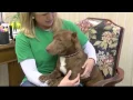 Pit Bull - Dachshund Mix