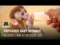 Rescued Baby Monkey Receives Care at Wildlife SOS
