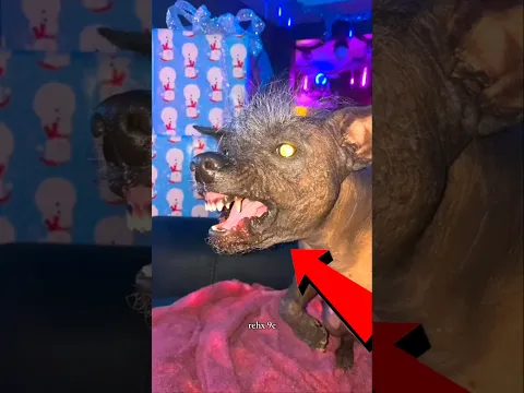 ¡La chica rescató a un perro herido, pero lo que pasó esa noche fue aterrador! 😱🐕#shorts