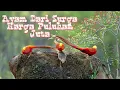 Download Lagu Ayam Dari Surga, Harga Puluhan Juta !!!