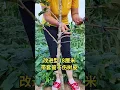 Download Lagu Fruit tree branch shaping #fruittreebranching #fruittreepruning #fruittreeplanting